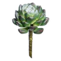Rose Echeveria Pick, 5"