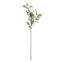 Variegated Pittosporum Stem, 30"