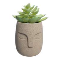 Echeveria in Cement Pot, 5.5"
