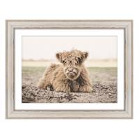 Highland Calf Framed Wall Art, 18x14