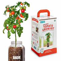 Back to Roots Windowsill Organic Tomato Grow Kit