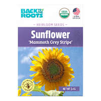 Back to Roots Heirloom Seeds, Grey Stripe Sunflower Mammoth