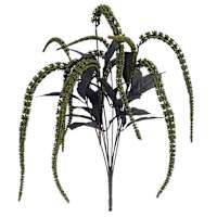 Grim Gardens Amaranthus Bush