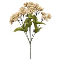 Queen Ann's Lace Bush X6