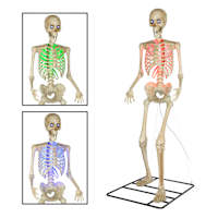 Color Changing LED Posable Skeleton, 10'