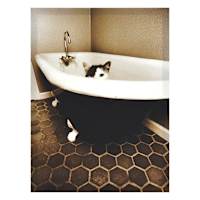 Cat in Bath Tub Canvas Wall Art, 12x16