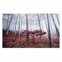 Misty Forest Canvas Wall Art, 60x35
