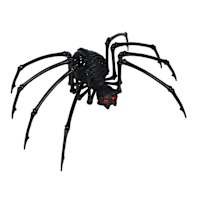 Spellbound Skeleton Spider