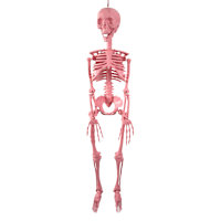 Pink Skeleton, 36"
