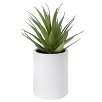Aloe Vera Succulent In White Ceramic Pot, 9"