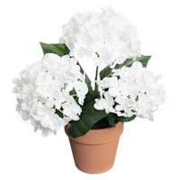 White Hydrangea Arrangement in Terracotta Ceramic White, 12"
