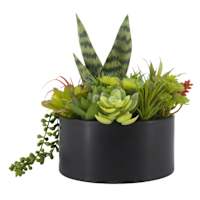 Multicolored Succulent Arrangement, 10"