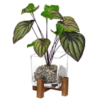 Plant in Glass Pot with Stand, 13"
