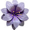 Purple swatch