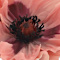 Pink swatch