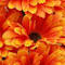 Orange swatch