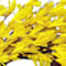 Yellow swatch