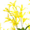 Yellow swatch