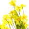 Yellow swatch
