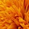 Orange swatch