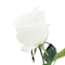 White swatch