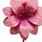 Pink swatch