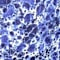 Blue swatch