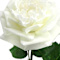 White swatch