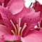 Pink swatch