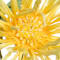 Yellow swatch