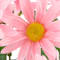 Pink swatch