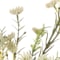 White swatch