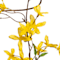 Yellow swatch