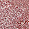 Pink swatch