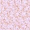 Pink swatch