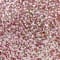 Pink swatch