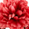Red swatch