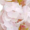 Pink swatch