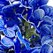 Blue swatch