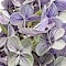 Light Purple swatch