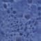 Blue swatch