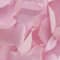 Pink swatch