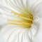 White swatch