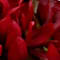 Red swatch