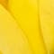 Yellow swatch