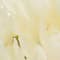 Ivory swatch