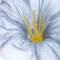 Blue swatch