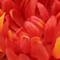 Light Orange swatch