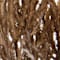 Brown swatch