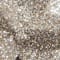 Champagne swatch